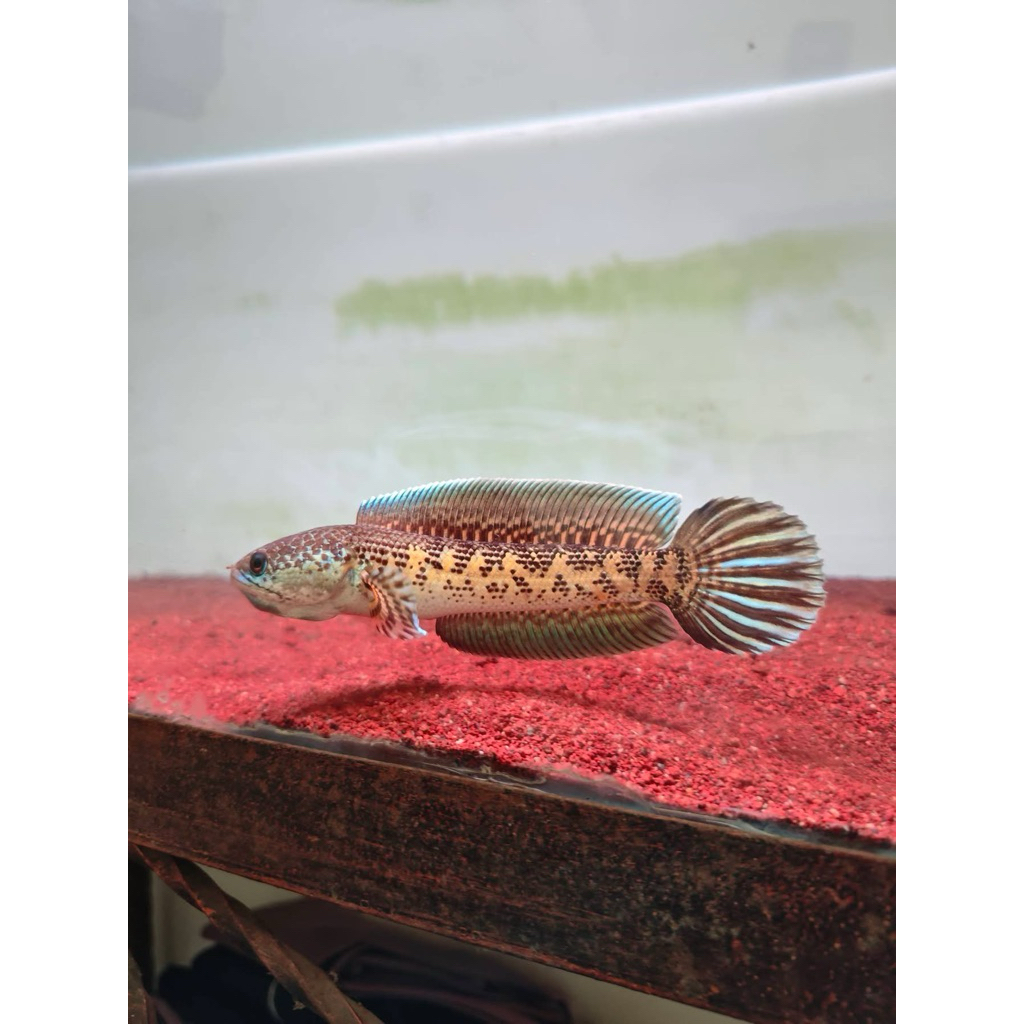 auranti cb 2-3cm grade A