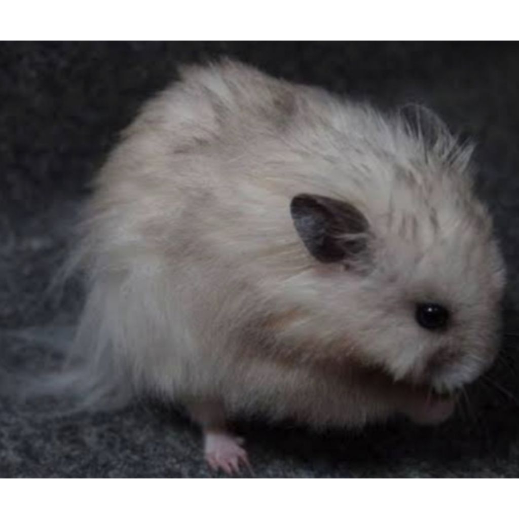 Hamster Syrian Dewasa termurah