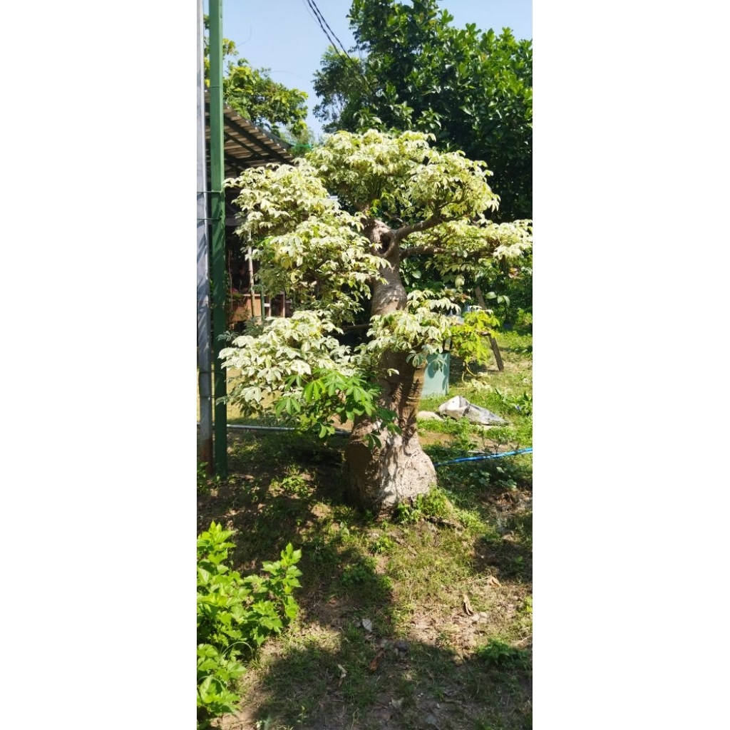 Bonsai Taman Randu Variegata