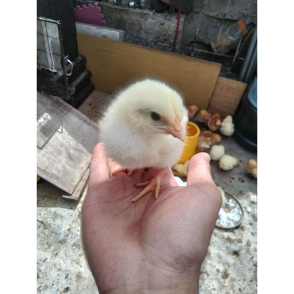 [PROMO] Bibit Ayam broiler DOC ayam pedaging super