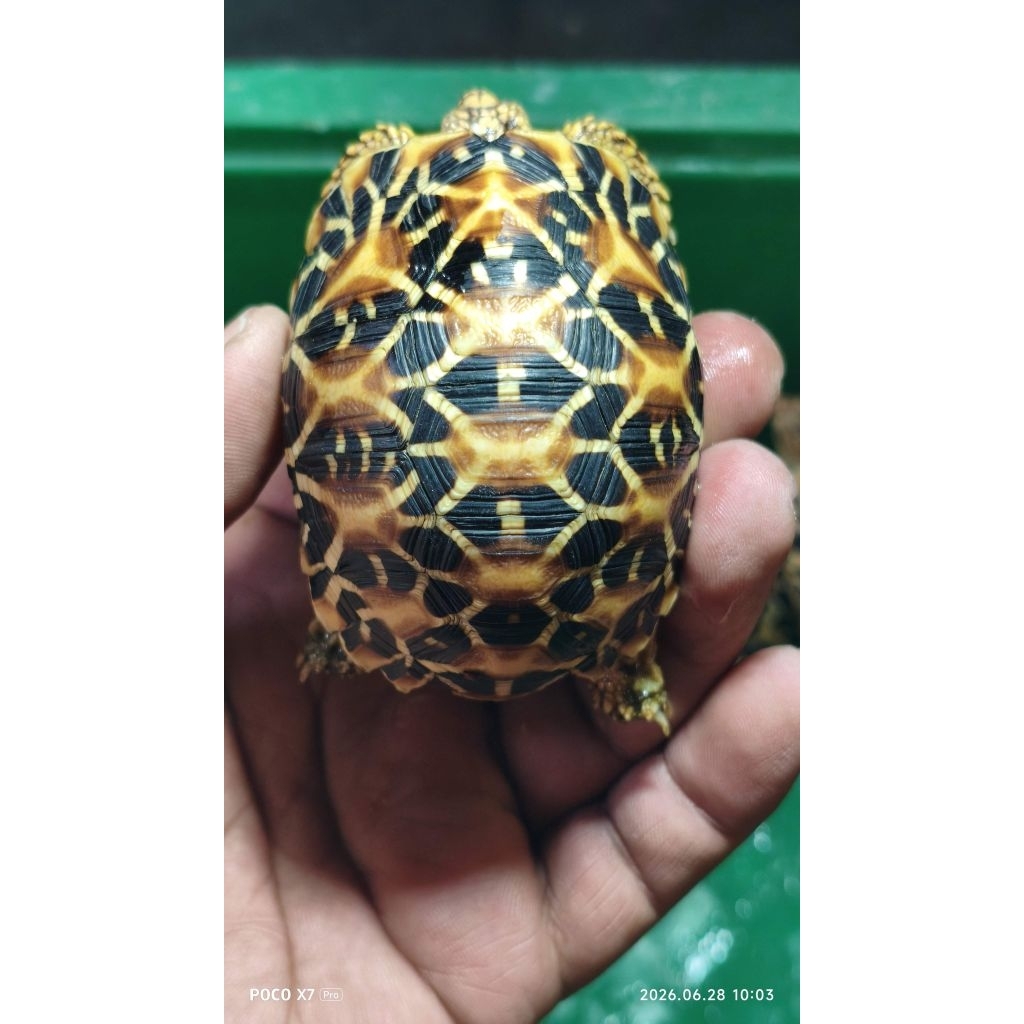 Indian Star 7 Cm