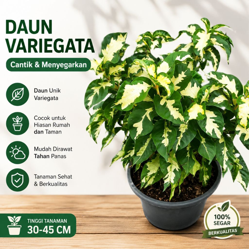 Graptophyllum Pictum Variegata / Daun Ungu Variegata / Daun Batik Hias / Daun Puding Cantik