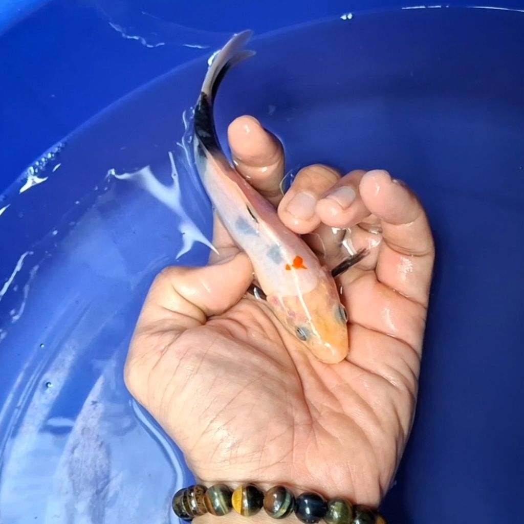 Ikan Koi Blitar Jenis Shiro / Rumah Koi Jakarta / kode 003