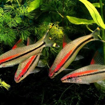 Ikan Hias Puntius Denisoni / Denison Barb / Redline Torpedo Barb - Ikan Aquascape Cantik Bergaris Me