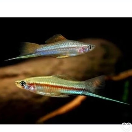 gantungan kunci ikan platy pedang hijau lokal indonesia