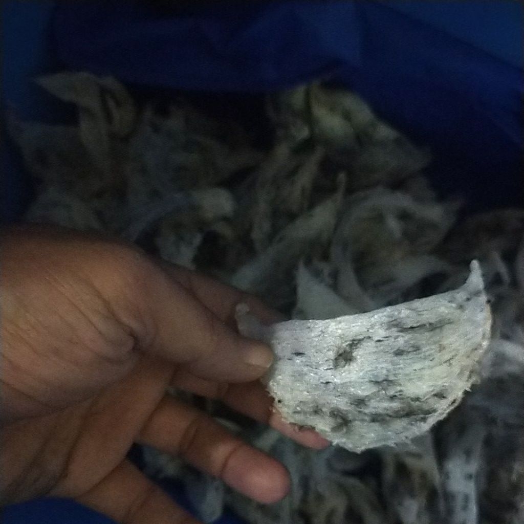 Sarang Walet Kotor Sudut