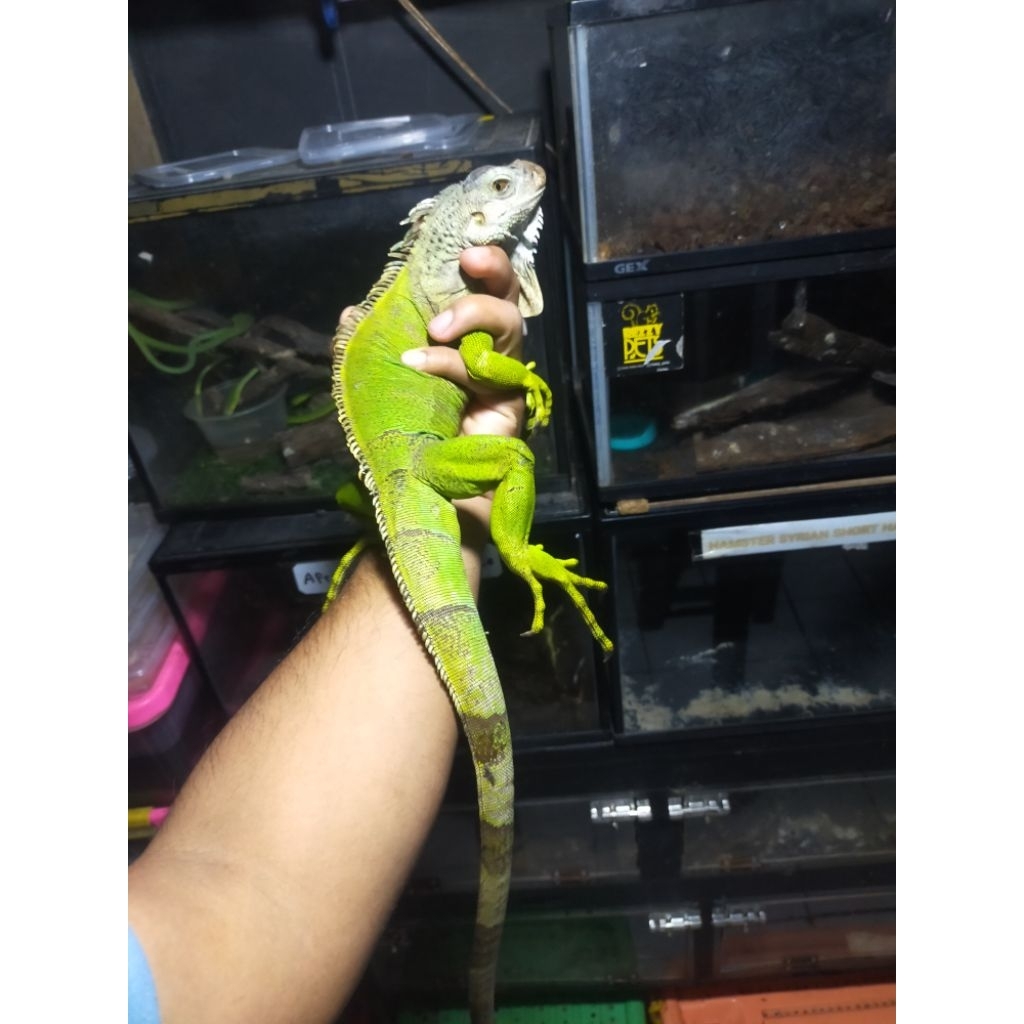 iguana green size juve