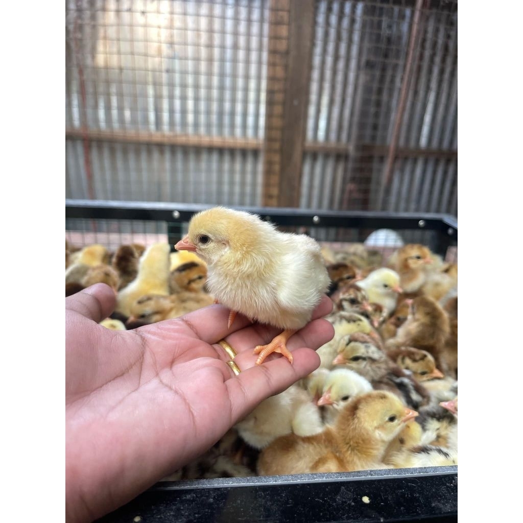 Ecer Bibit DOC KUB Anak Ayam Kampung Unggul Anakan Bandung