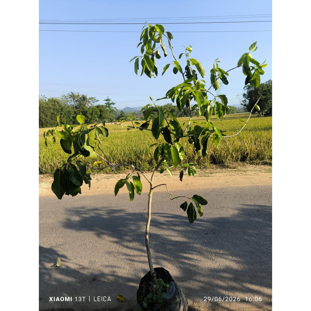 bibit Duwet/Jamblang putih tinggi rimbun