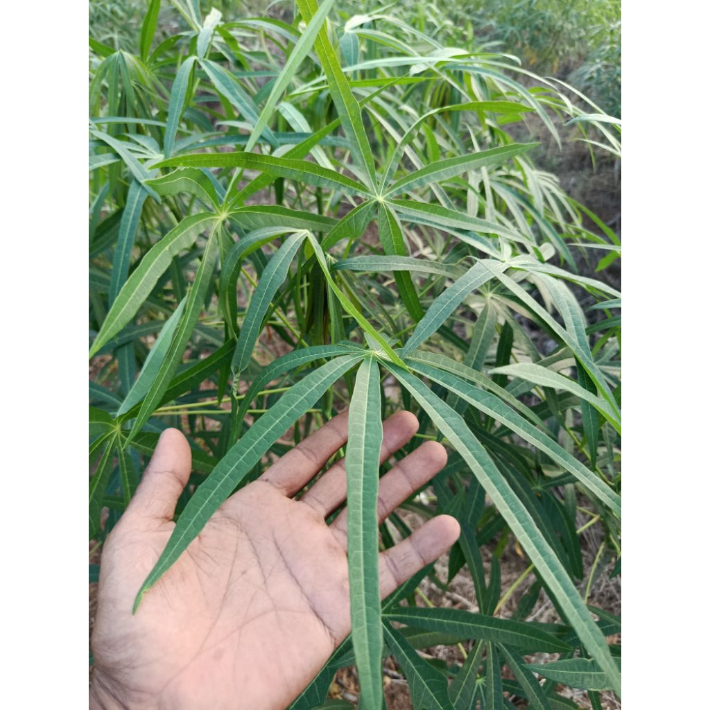 Bibit Singkong Sayur Daun Sempit / Daun Kecil (Singkong Arab) - Panjang 20 cm, Siap Tanam & Bergaran