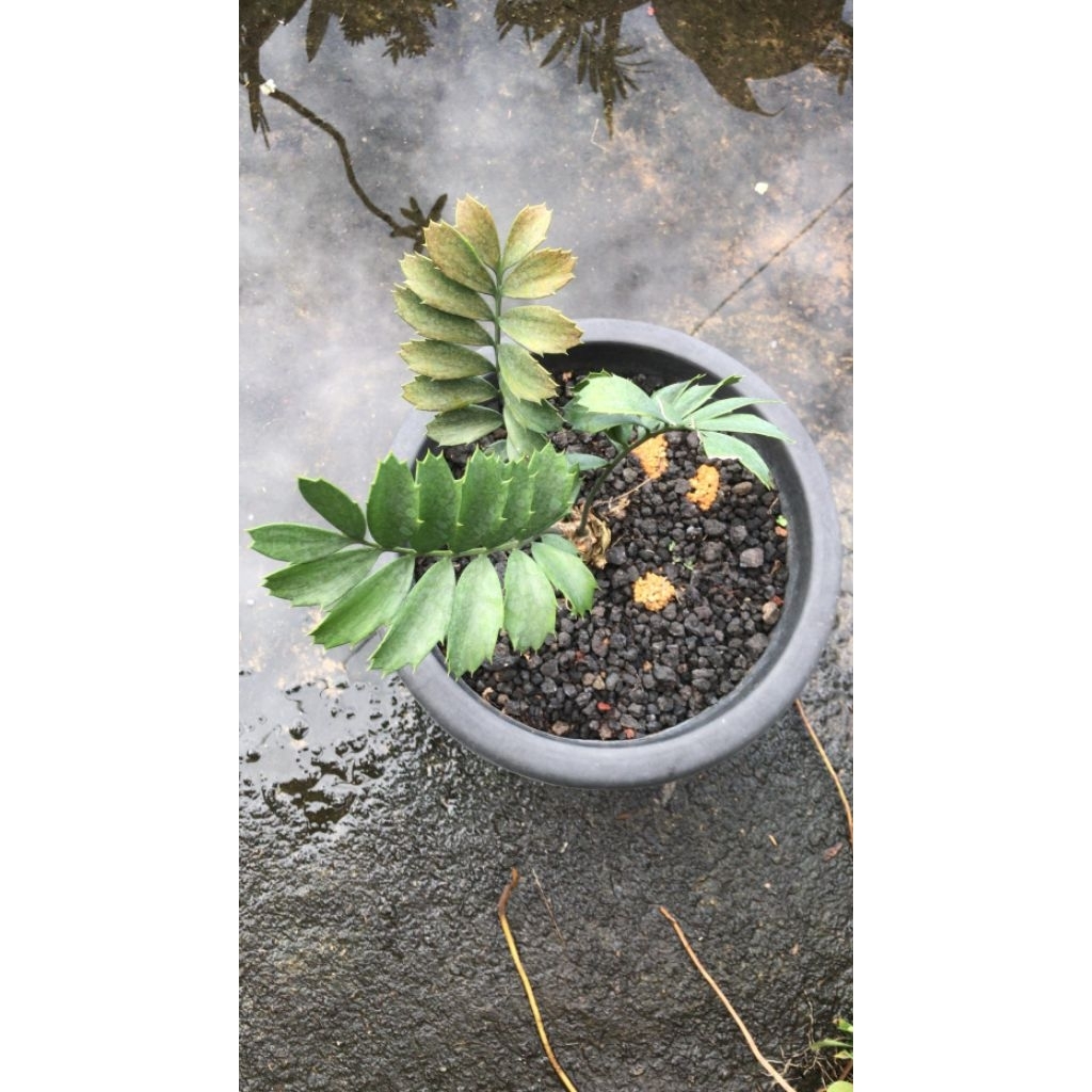Tanama Purba Encephalartos Ferox caudex 5cm sudah ada anaknya 4