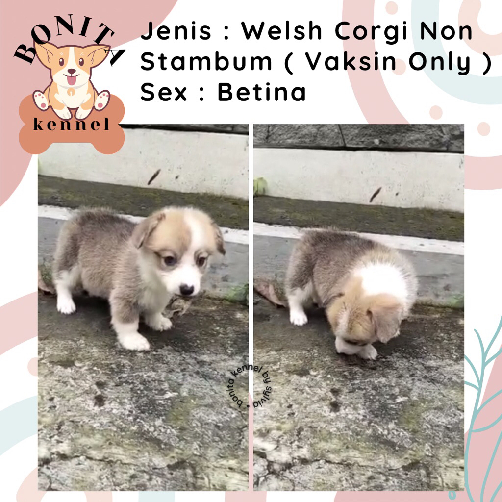 Welsh Corgi Non Stambum Jantan Betina Anjing Corgi Tricolor Sable