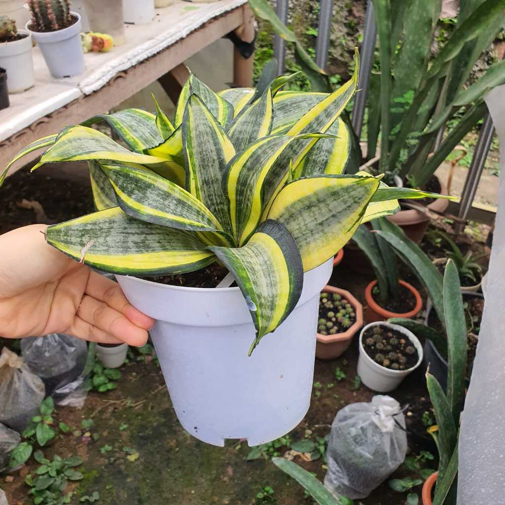 Sansevieria Trifasciata Golden Hahnii/ Lidah Mertua Pendek Rimbun