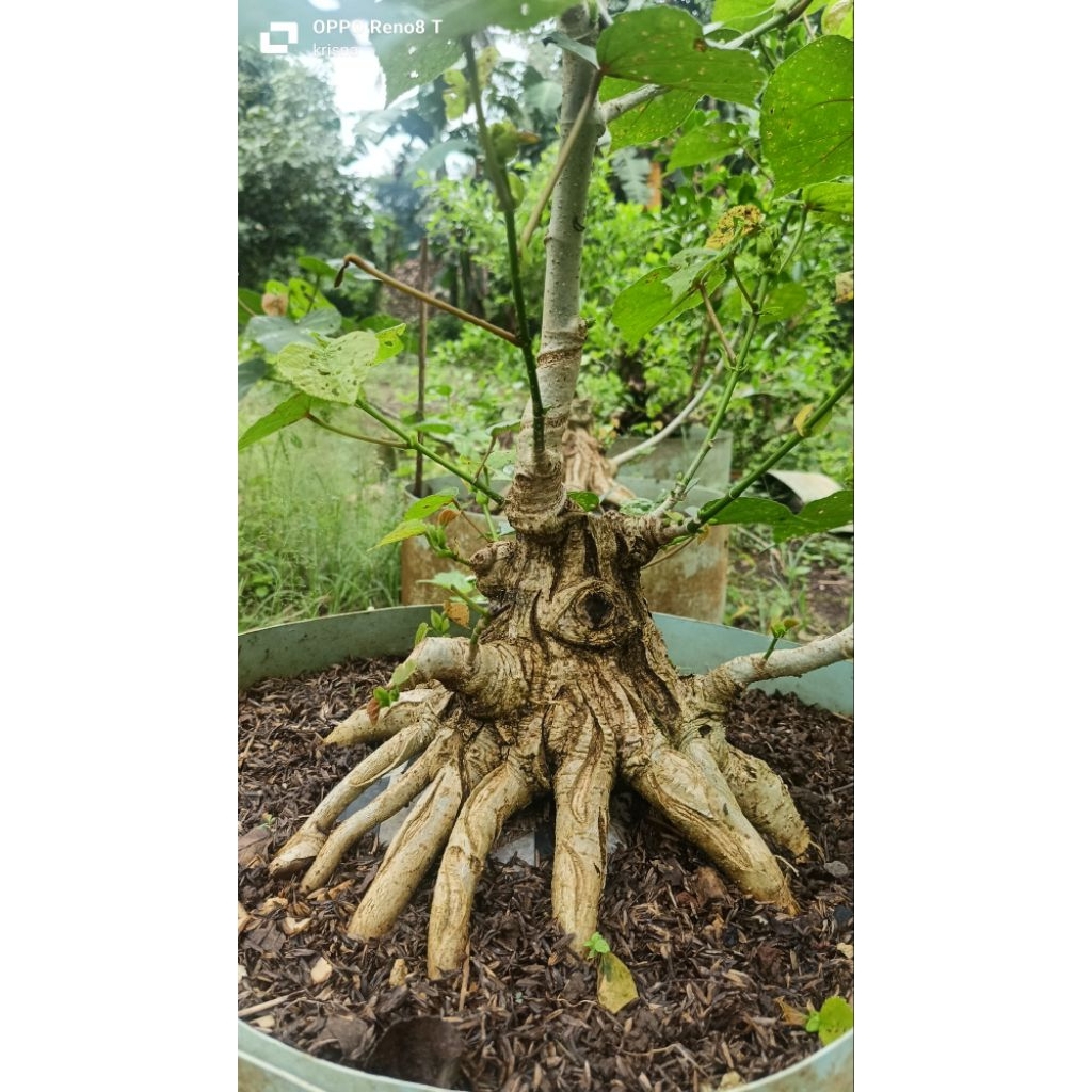 waru india program akar bahan bonsai waru india