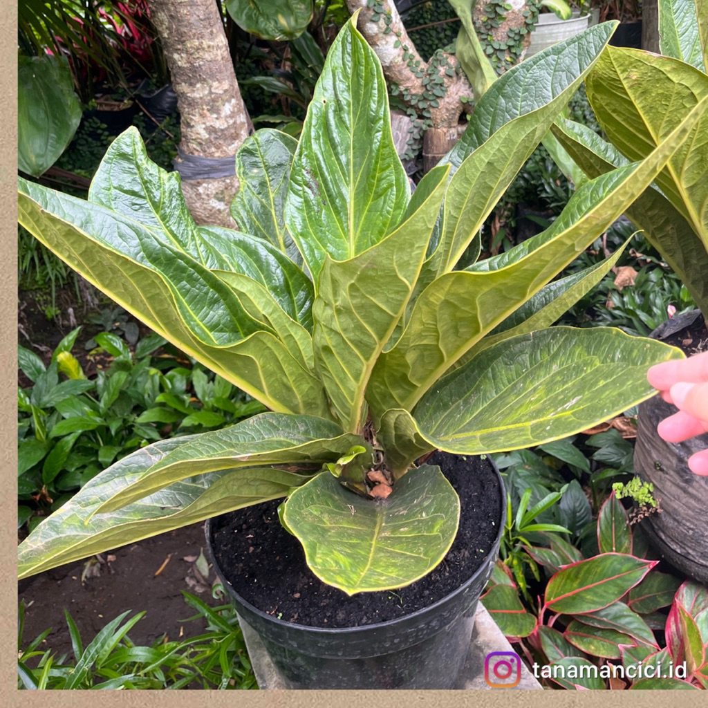 tanaman hias jemani besar real pict on pot hitam