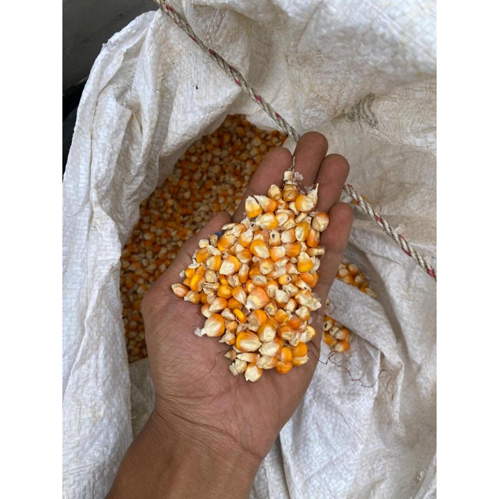 Jagung Hibrida Pipil Kering 1Kg Bersih Fresh