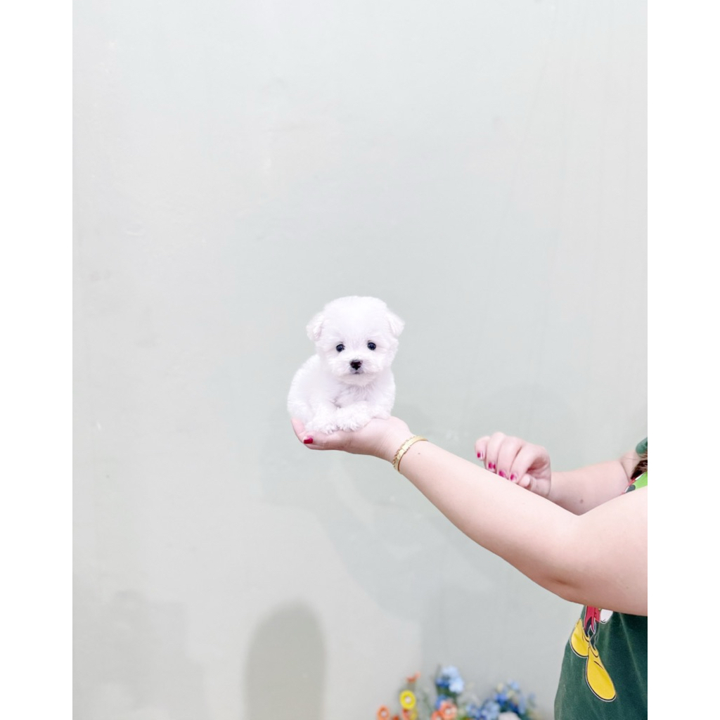 male korean mini bichon frise super cute face bloodline import korea