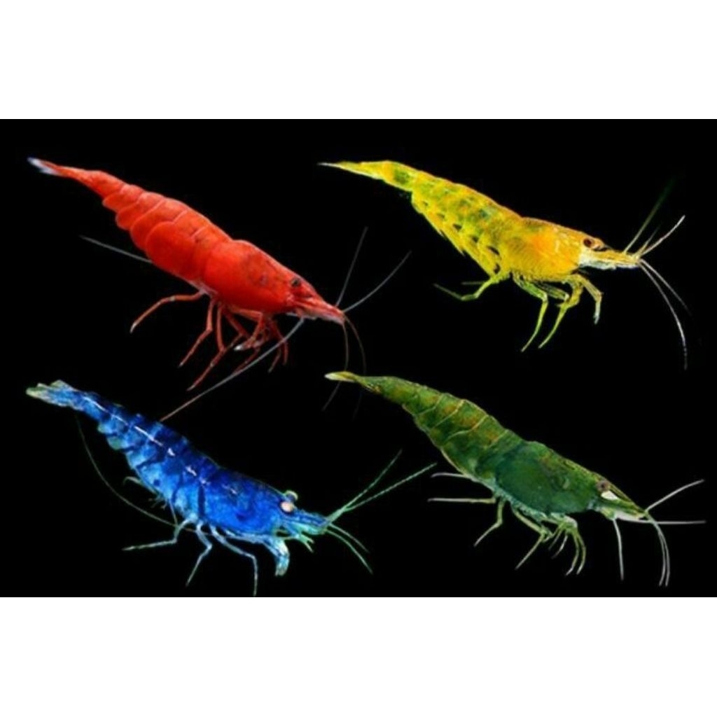 Udang Hias Aquascape