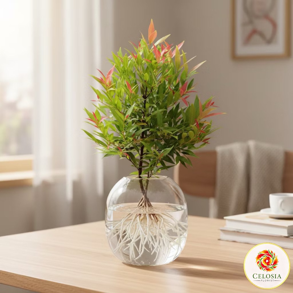 Promo Bibit Tanaman Pohon Pucuk Merah-Pucuk Merah-Pohon Pucuk Merah