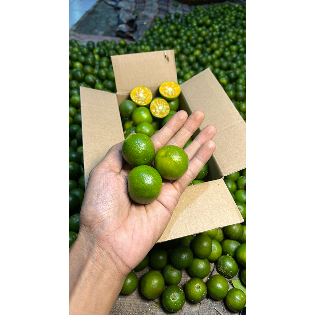 1KG JERUK KUNCI JERUK KALAMANSI JERUK SONKI PONTIANAK