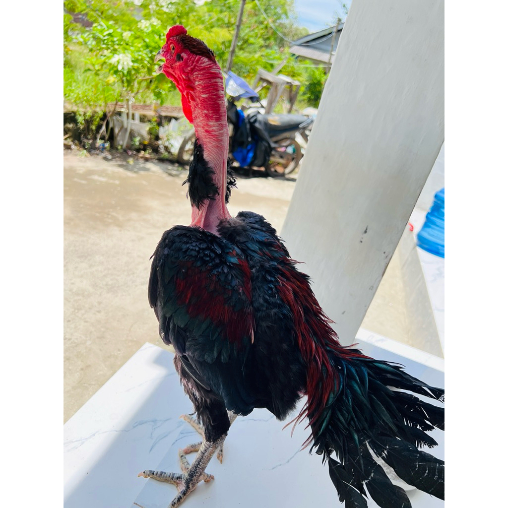 AYAM SAIGON/GANOI GA NOI ORI ASLI JANTAN UMUR 5 BULAN JALU BOROS