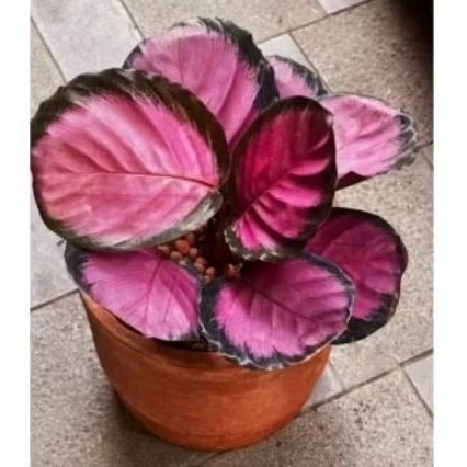 Tanaman Hias Calathea Crimson Pink , Calathea Pink Crimson Rimbun tanaman indor
