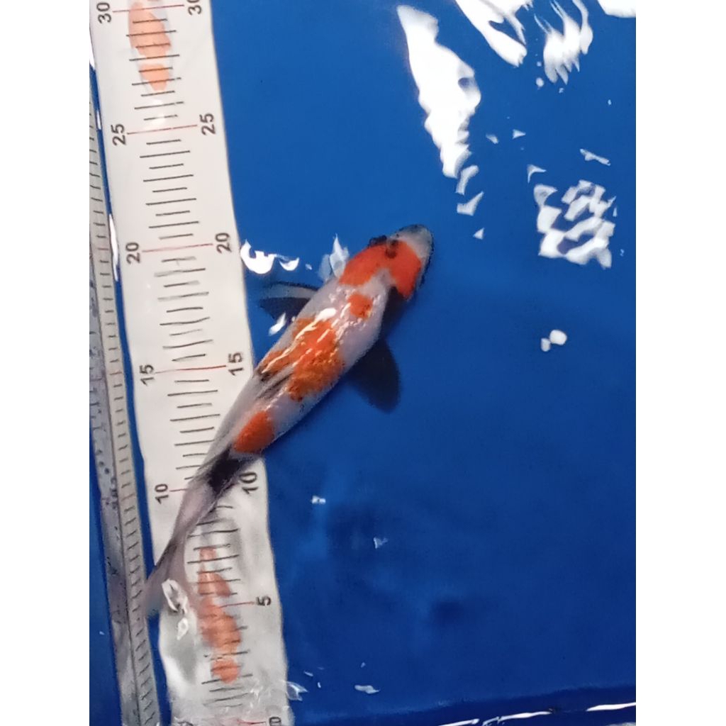 ikan Koi Blitar jenis sHowa GinRin size 21 cm