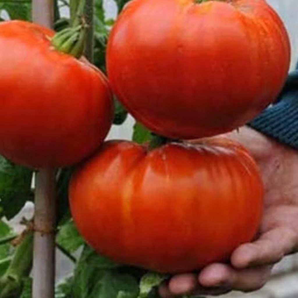 500+ BIJI BENIH TOMAT RAKSASA Buah Super Lebat