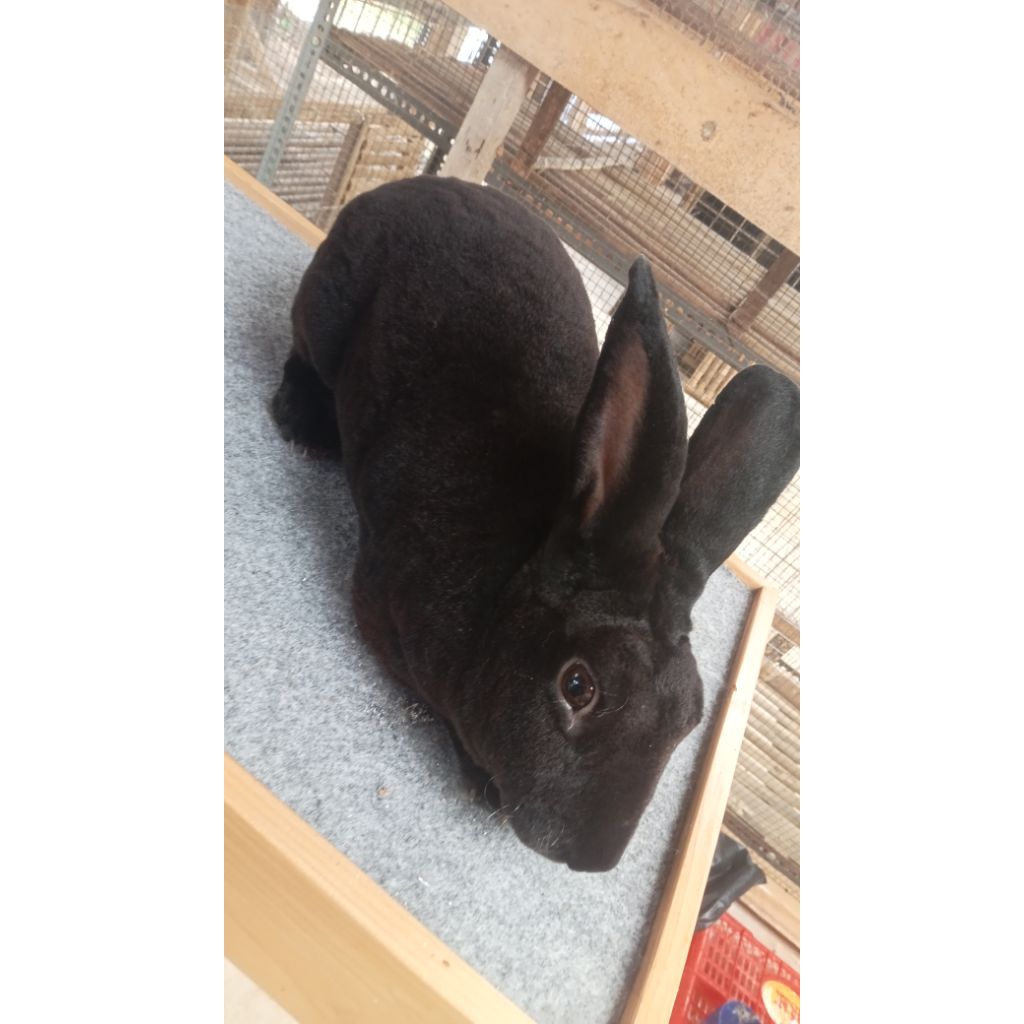 Kelinci Dewasa Jenis REX