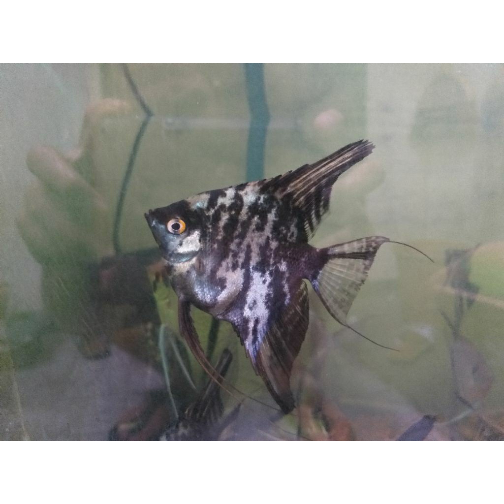 Hiasan Aquarium Ikan Manfish Black Marble Indukan Siap Pijah