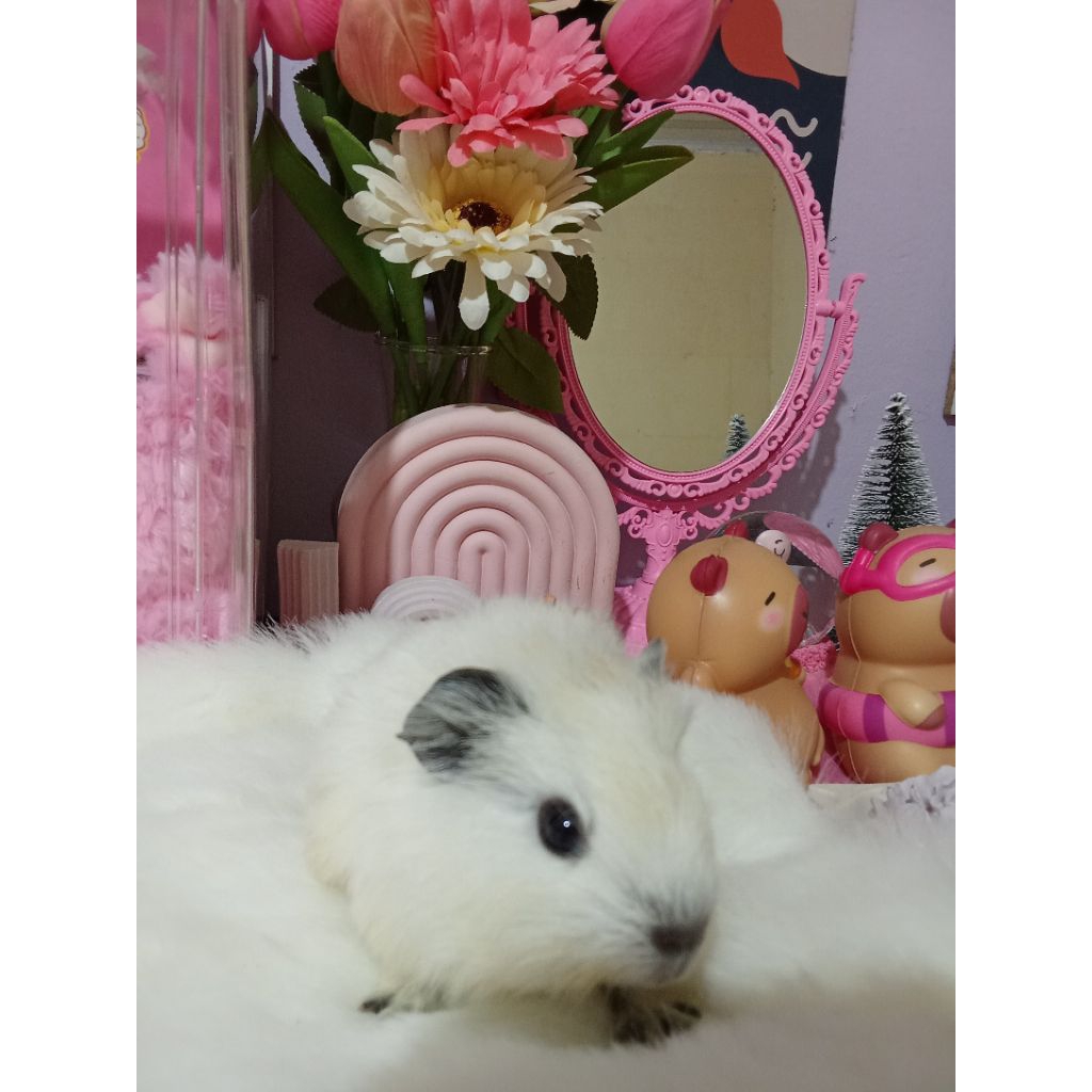 Anakan Marmut California Guineapig Depok Marmut Hias