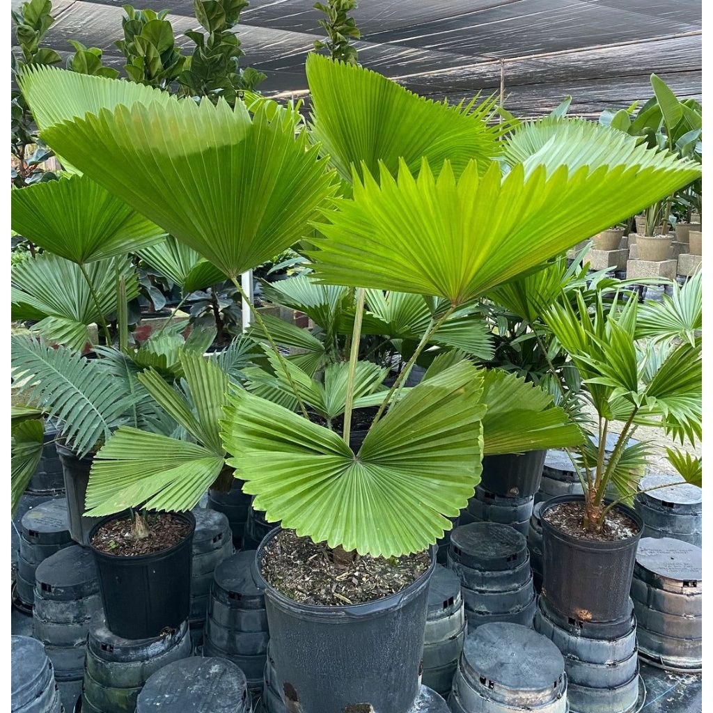 Tanaman Hias Palem Kol / Licuala Grandis