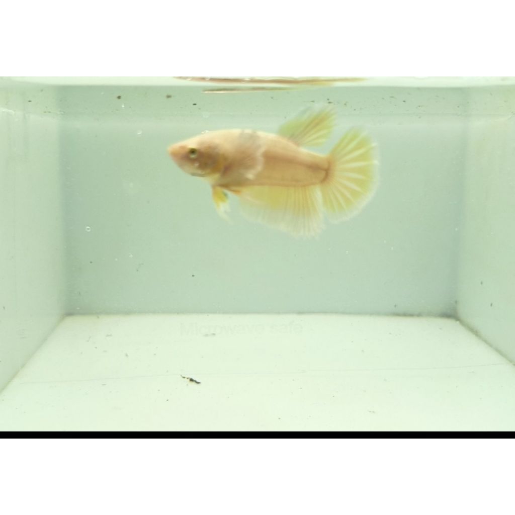 ikan cupang halfmoon big ear soft gold usia 2,5 bulan