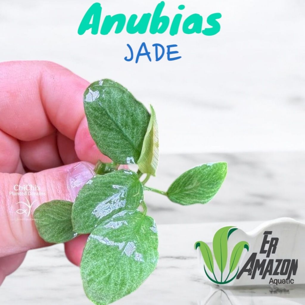 Anubias Jade Tanaman Aquascape Terarium Paludarium