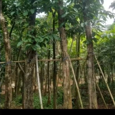 pohon bungur. pohon peneduh atau pelindung