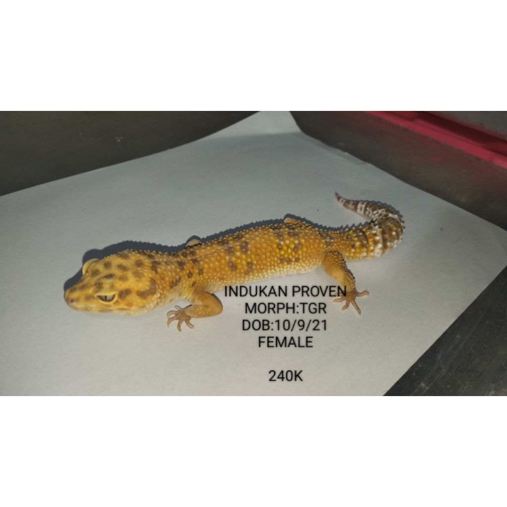 Gecko Aksesoris Hewan peliharaan Asli Bisa Pilih