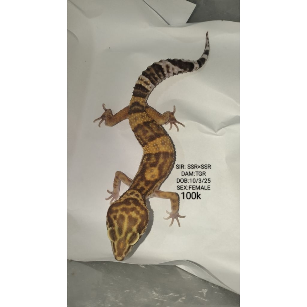Gecko Aksesoris Hewan peliharaan Asli Bisa Pilih