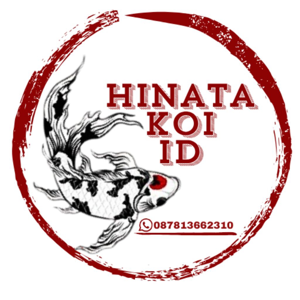 koi kumpay slayer gondrong paket 3 ekor