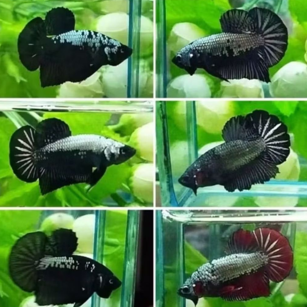 IKAN HIAS CUPANG PLAKAT BLACK SAMURAI RANDOM MURAH SIZE +-4 CM [BISA PILIH JANTAN/BETINA] [ISI 3 EKO