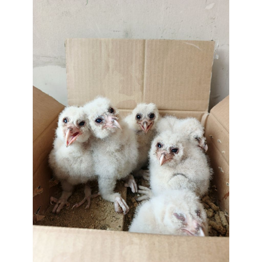burung hantu obay bc