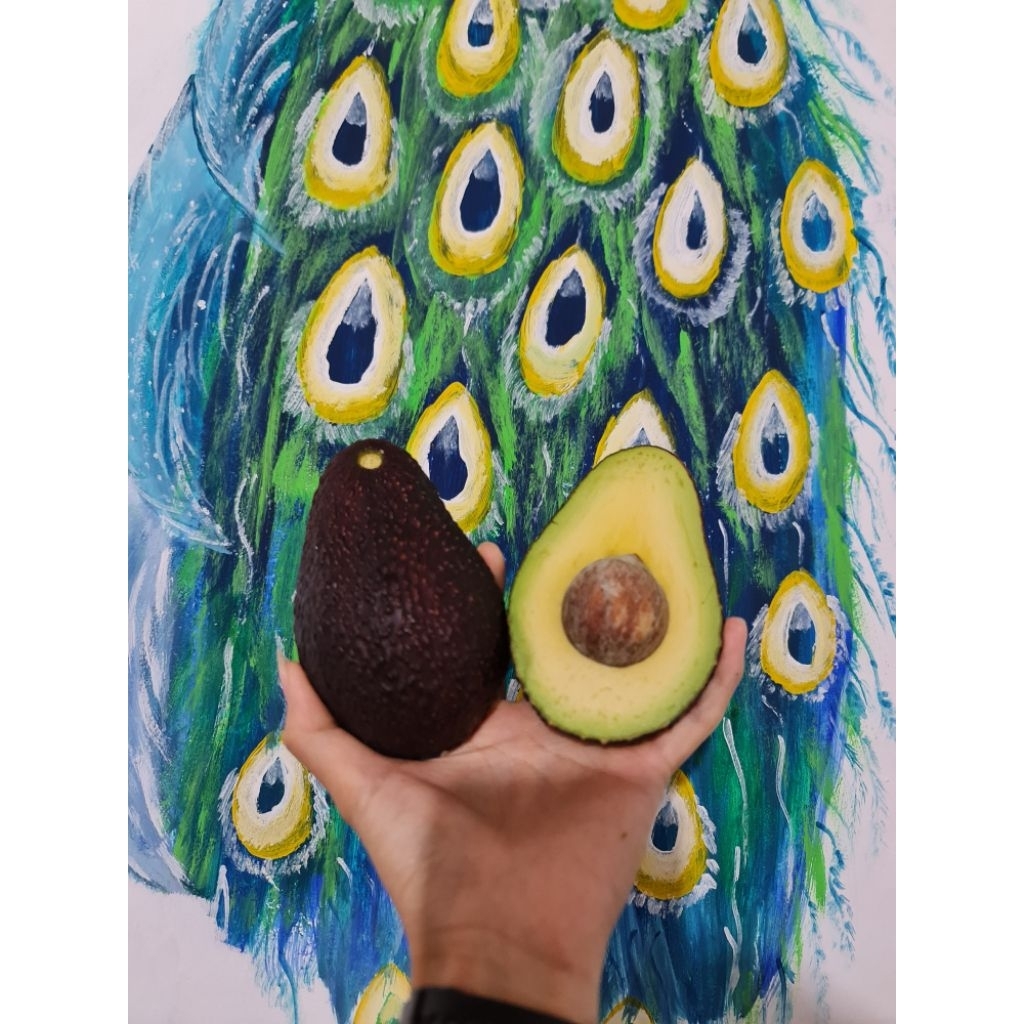 ALPUKAT HASS AUSTRALIA