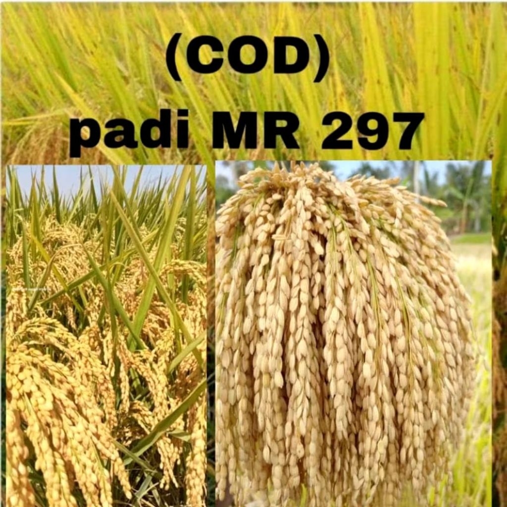 benih padi mr-297 kemasan 1kg