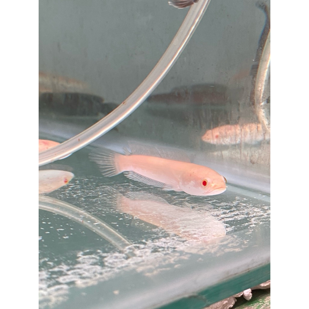 hiasan aquarium striata albino 6-7cm