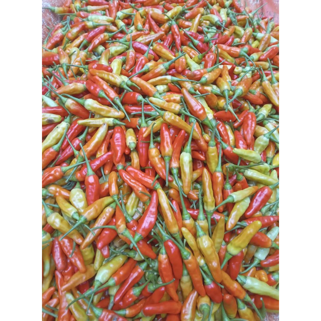 Cabai Rawit MERAH 1 Kg