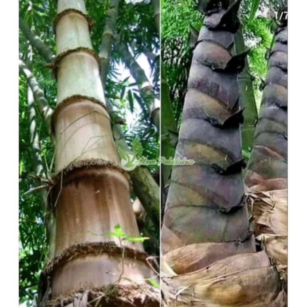BIBIT BAMBU PETUNG/BAMBU BETUNG RAKSASA