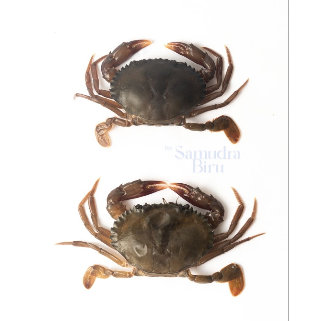 Soka / Kepiting Lunak Premium Alami Fresh