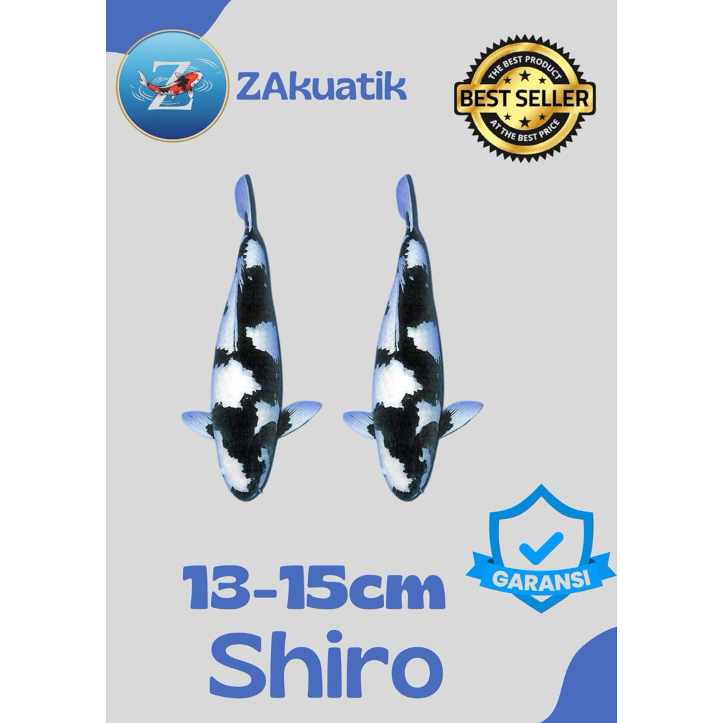 SHIRO Sepasang Koi Blitar Pilihan sz 13-15cm