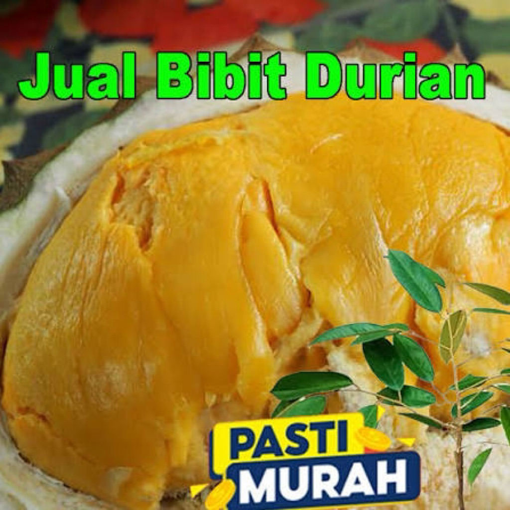 Bibit Durian Montong Thailand Kane / pohon Durian kani Okulasi sambung pucuk