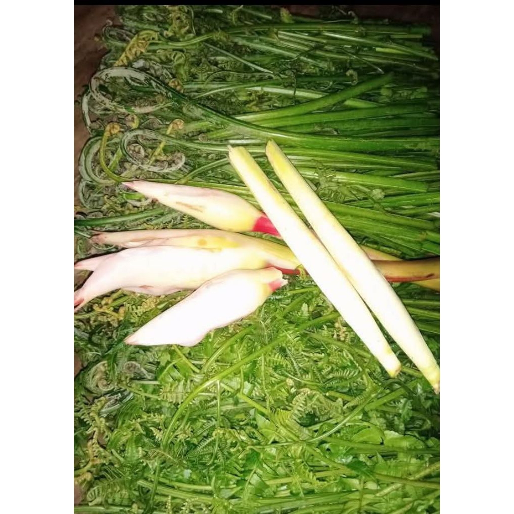 Pakis sayur pakis sieur 1kg