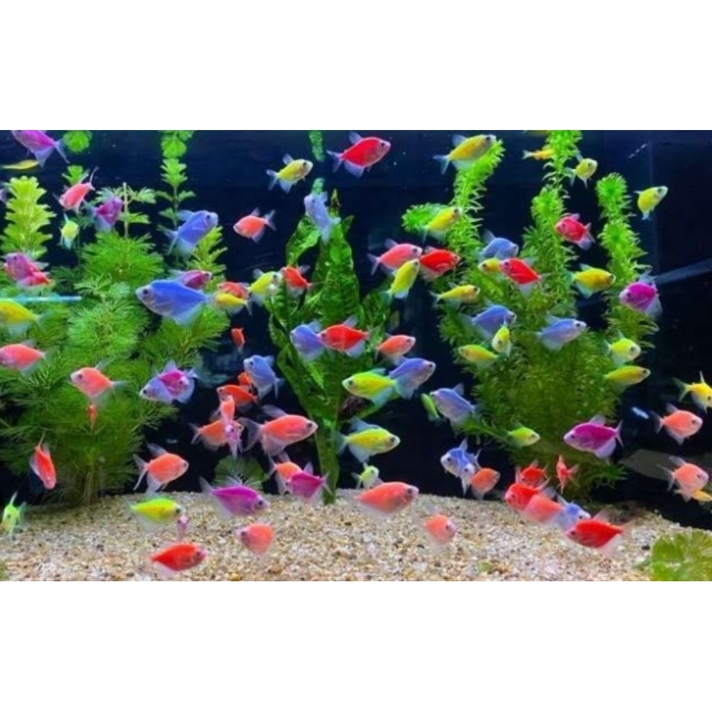 Ikan Glofish termurah sehat bebas penyakit paket 10 ekor
